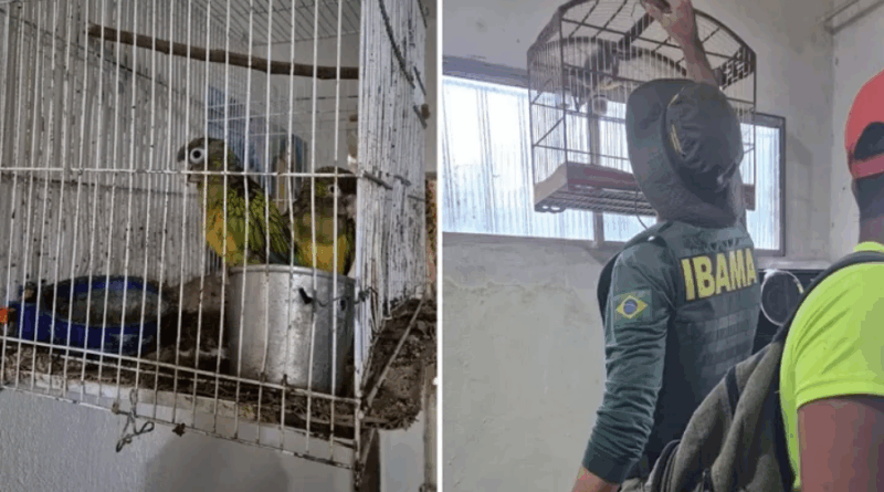 SUSPEITO DE TRÁFICO DE ANIMAIS SILVESTRES É PRESO PELA PF EM PERNAMBUCO