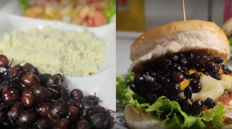 Tanajura chega a custar R$ 300 e vira hambúrguer, pizza e petisco no Agreste de Pernambuco