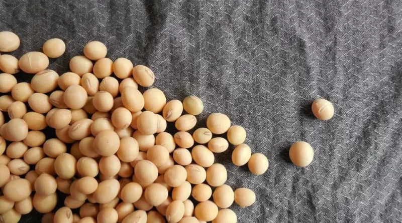 Guerra no Irã ameaça exportação de grãos e suprimento de fertilizantes do Brasil