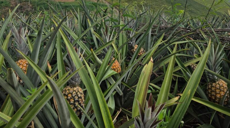 Produção de abacaxi em Pombos concentra mais de 30% da safra de Pernambuco