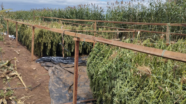 PF ERRADICA CERCA DE 2 TONELADAS DE MACONHA NA “OPERAÇÃO CARCARÁ – FASE XIII”