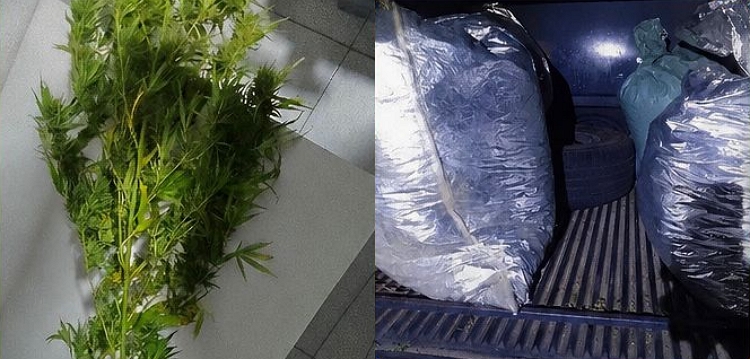 OPERAÇÃO CONJUNTA ERRADICA MAIS DE 6 MIL PÉS DE MACONHA E PRENDE SUSPEITO EM INAJÁ