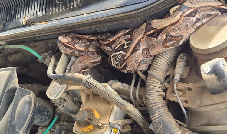 JIBÓIA É ENCONTRADA DENTRO DE MOTOR DE CAMINHONETE EM CARUARU