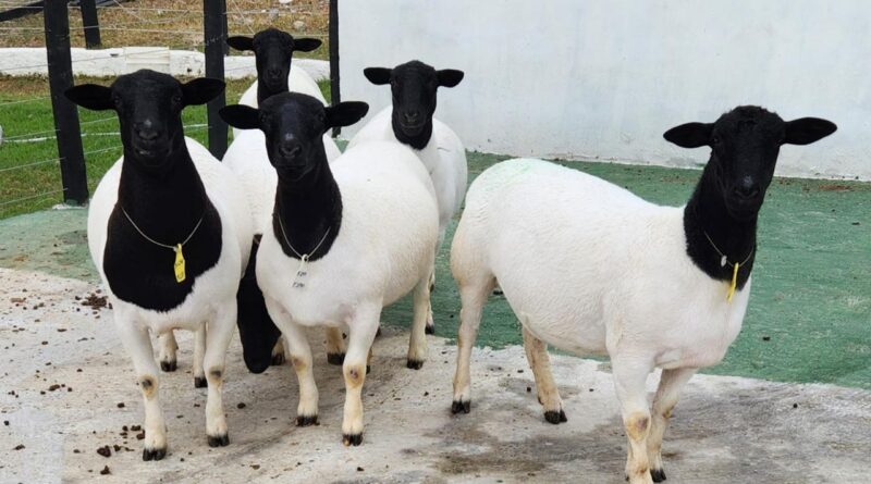 Produtores do Agreste investem em melhoramento genético dos rebanhos