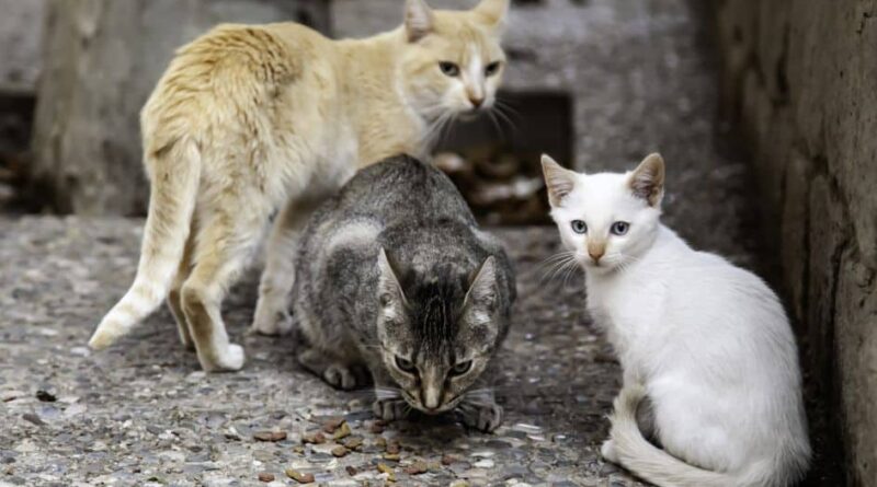 ENC: 780 municípios já atuam na Causa Animal. STF decidiu. Agora é a vez do Congresso