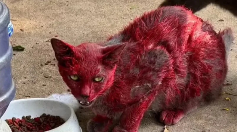 Mistério de ‘gata vermelha’ dispara alerta em cidade: ‘Não a ajudem’