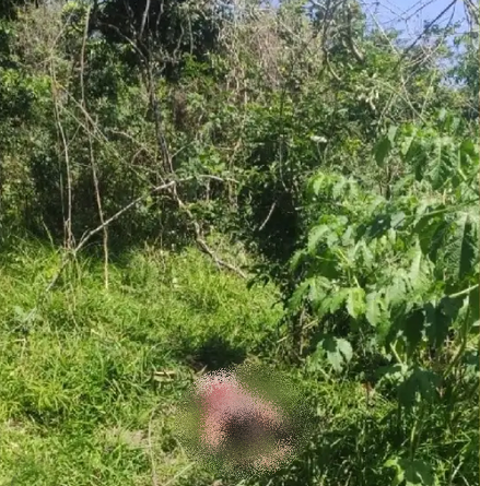 CORPO DE HOMEM É ENCONTRADO COM MARCAS DE TIROS EM RESERVA FLORESTAL DE PAULISTA