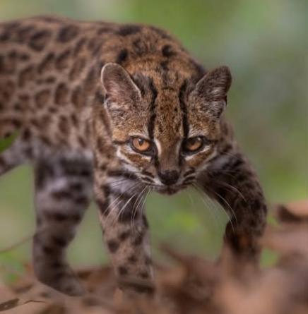 Nova espécie de gato selvagem é descoberta após mais de 100 anos