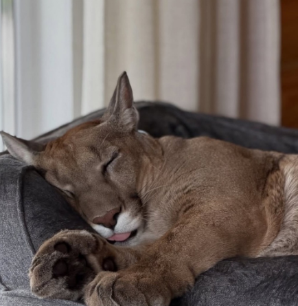 Puma adotado por casal russo chama atenção pela rotina doméstica